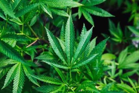 How Hemp Farming Is Utilizing Engineering Technology to Conserve Resources Image